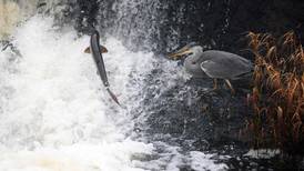 Angling for wild salmon approved for 87 rivers