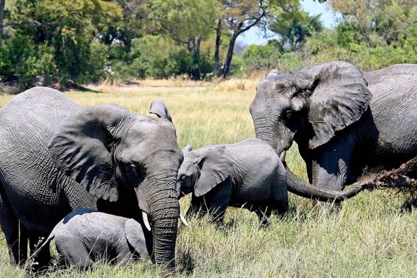 Botswana lifts ban on hunting elephants