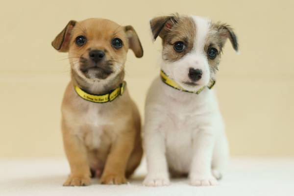 Public warned against illegal sale of puppies by breeders