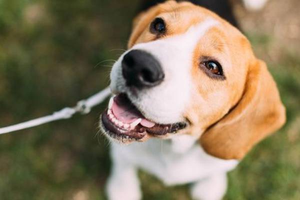 Ear of the dog: study finds clever canines can recognise words and voices