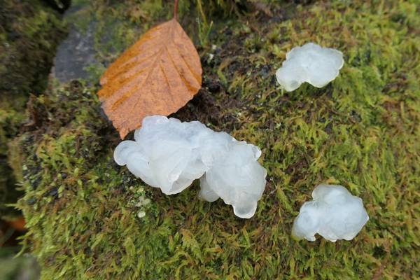Did these jelly blobs really fall during meteor showers? Readers’ nature queries