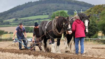 ‘Flat’ first day of ploughing championships lifted by old friends and UK celebs