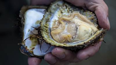 Chillies and oysters may not seem like a classic Irish pairing, but it should be