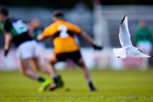 Nemo Rangers score all 2-17 from play in demolition of Austin Stacks