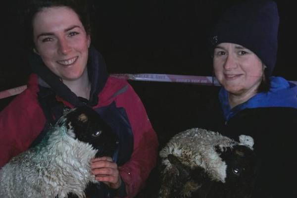 Firefighters rescue missing lambs found down disused mine shaft