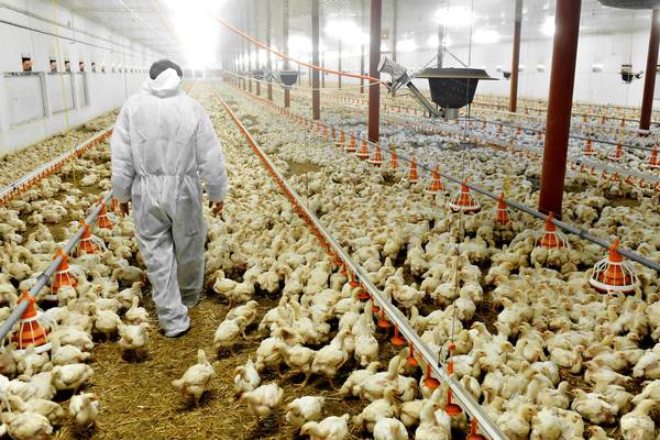 First US case of bird flu in a human reported in Colorado