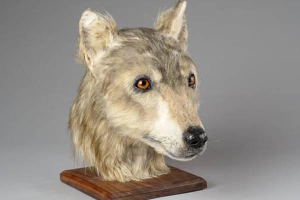Neolithic dog reveals tales behind Orkney’s monuments