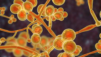 Yeast of burden: deadly new strain of fungal infection has scientists rattled