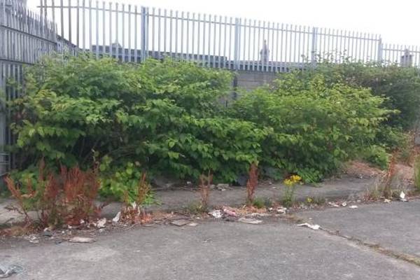 Stoneybatter residents urged to take legal action over invasive knotweed