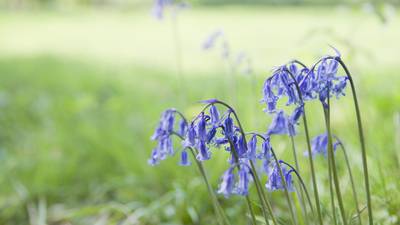 Bluebells: native flower under threat from larger, invasive species 