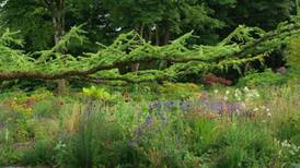 1970s revival in the garden as conifers come back in style