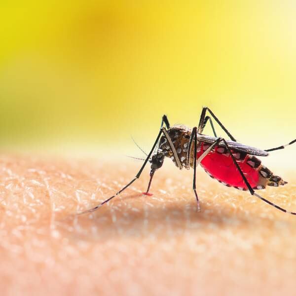 Mosquito-borne diseases spreading in Europe due to climate change, says expert