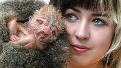 Strange evolution: meet the weird relatives