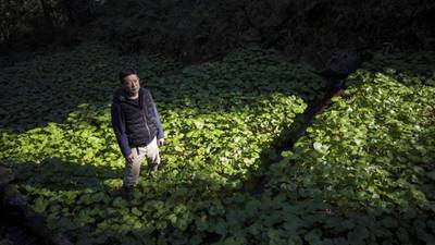 ‘Crisis’ in Japan as wasabi ‘at risk of disappearing’