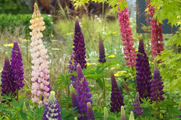 How to grow lovely lupins, cosmos and columbine for summer