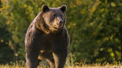 Romania tightens hunting rules after prince ‘shoots biggest bear’