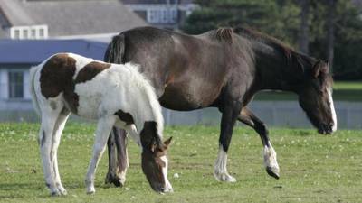 None of 85 horses seized in Cork  claimed by owners