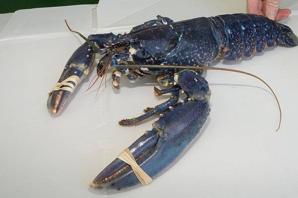 Rare blue lobster caught off Wicklow coast
