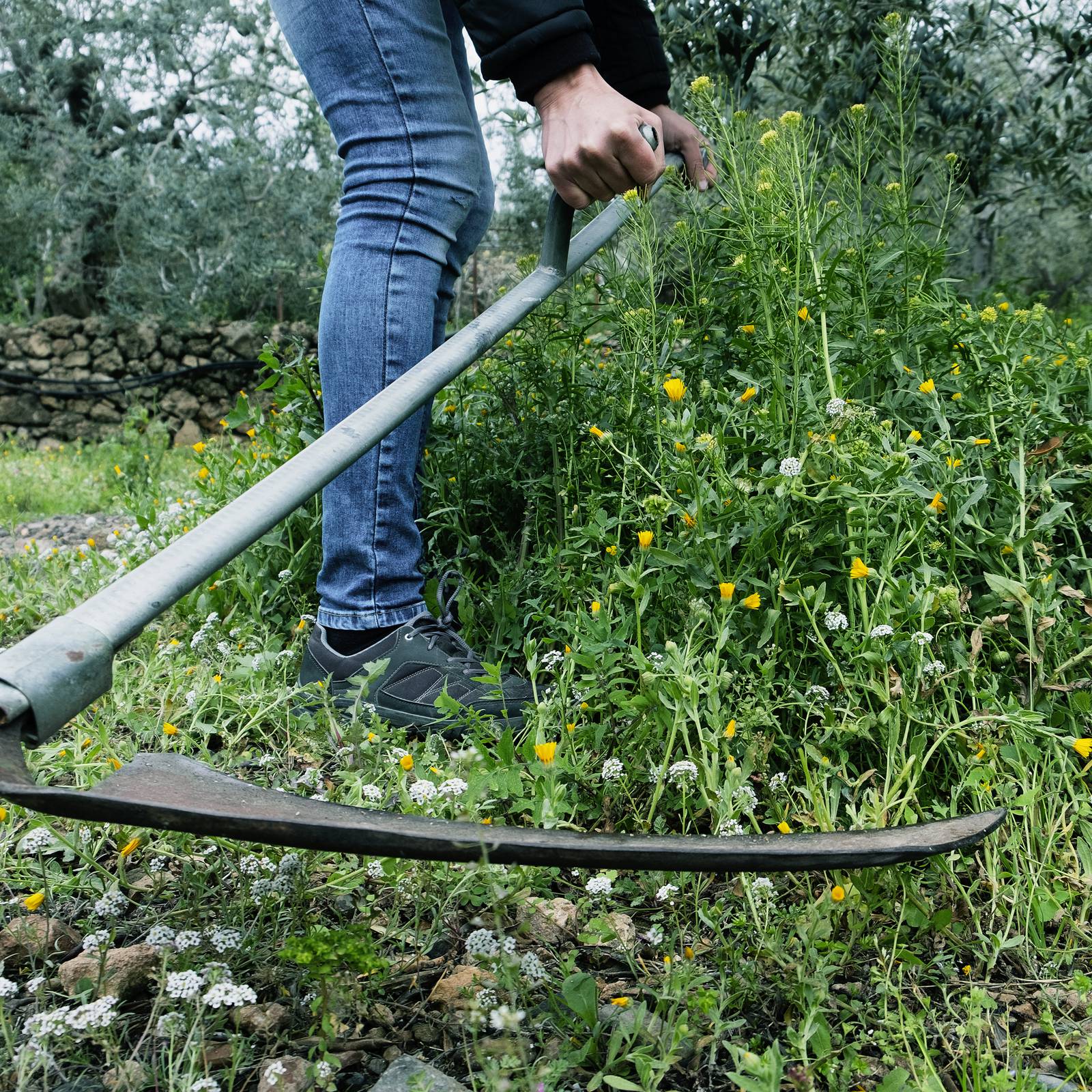 How to cut grass with a scythe - Gardens Illustrated