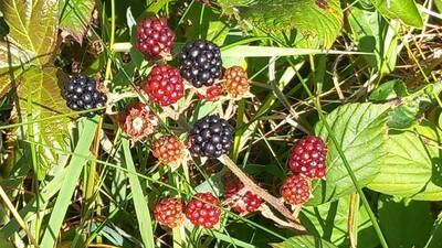 We spotted these ripe blackberries in mid-July. Is this a record?