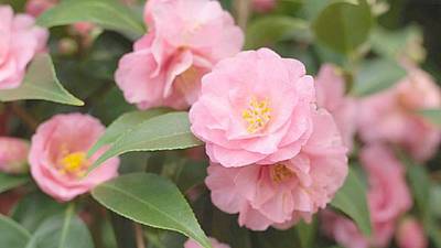 Camellias are bursting into bloom in pink, red, cream and yellow