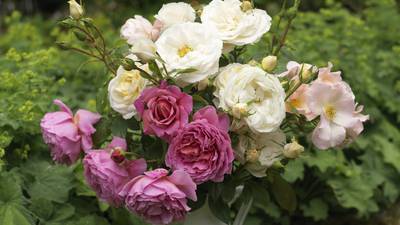 Sun, shade, dry or windy – there’s a rose to suit every kind of garden