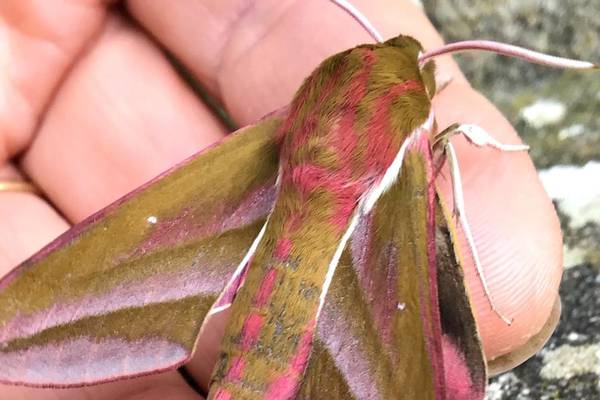 What’s this pretty moth with the long snout? Readers’ nature queries