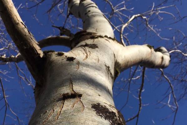 What are these claw marks on our ash trees? Readers’ nature queries