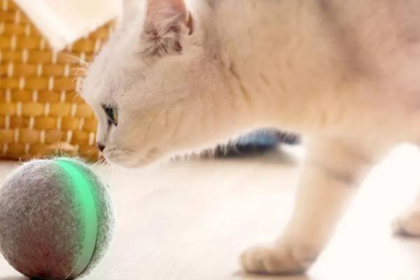 Wicked Ball: the toy that matches your pet’s mood
