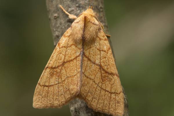 Global warming bringing new species of moths to Ireland