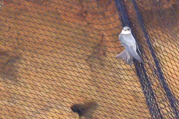 Council to remove netting on cliffs trapping sand martins after complaints