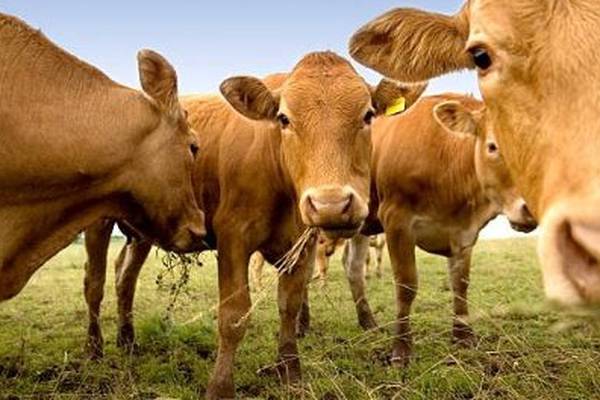Unsaturated fats for cows a proven way to cut carbon emissions