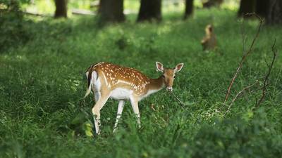 ‘I’ve started yelling at the tourists feeding the Phoenix Park deer’