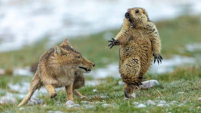 Image of fox and marmot wins wildlife photography competition