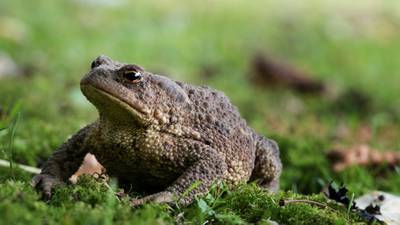Scientists studying Dublin toad with great interest