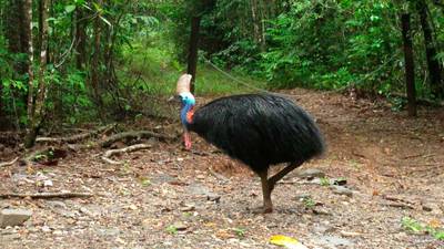 ‘World’s most dangerous bird’ kills owner in Florida