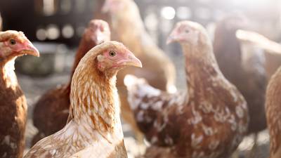 Court makes order quashing permission for Co Mayo poultry farm