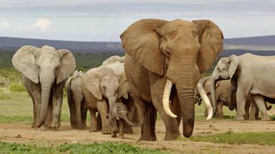 Zimbabwe to export elephants to China, UAE and France