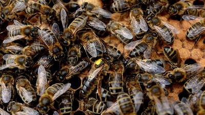 Ireland joins international group trying to protect bees