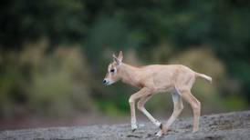 Dublin Zoo welcomes baby scimitar-horned oryx