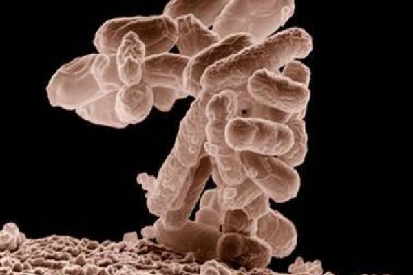 ‘Social microbes’ critical to brain development - UCC study