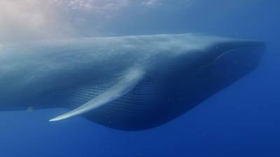 How did whales get so big? Study traces evolution of sea giants