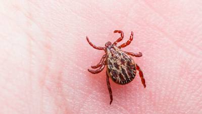 Almost 100 people suffer life-changing conditions from Lyme disease