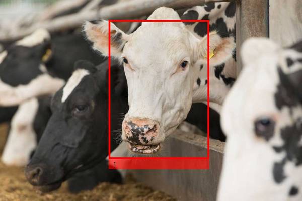 Cow facial recognition brings agriculture into 21st century