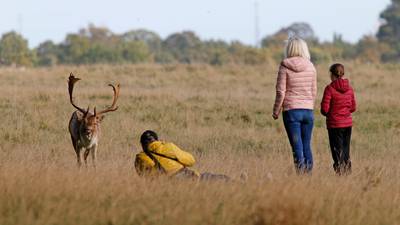 ‘Leave wildlife alone’: DSPCA warns public against selfies with deer