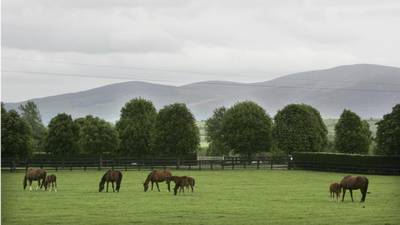 Ireland and China agree deal to allow direct export of horses