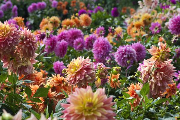 Take a little time with the dahlias to keep the garden in bloom