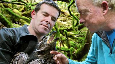 Meet Paudie, the first eagle born in Co Kerry for over 100 years