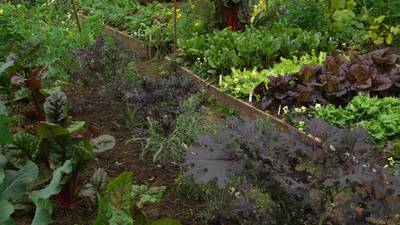 Preparations for a polytunnel, from soil to seed trays – and don’t forget the hammock