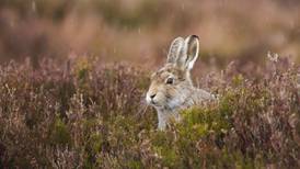 New hare coursing licences issued to allow capture of live hares